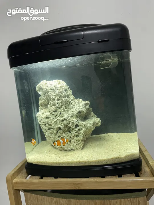 Salt water Aquarium Clownfish(Nemo)