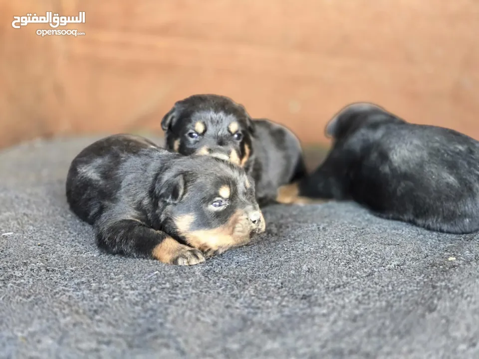 جراو روت وايلر جامبو حجم ضخم
