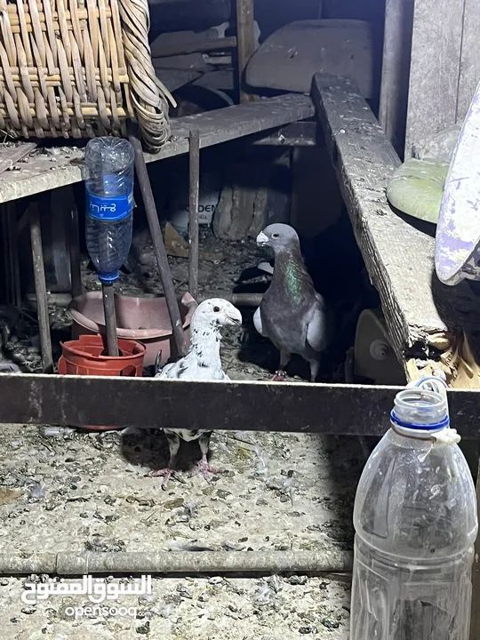 حمام للبيع في مادبا البيع كوم