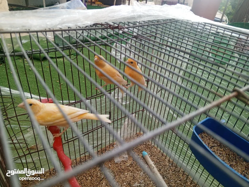 كنارات درجة أولى للبيع ( ذكرين و انثى )