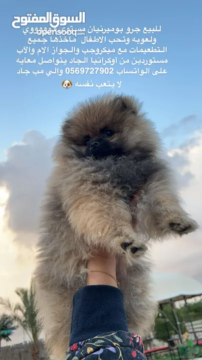 Pomeranian Nono