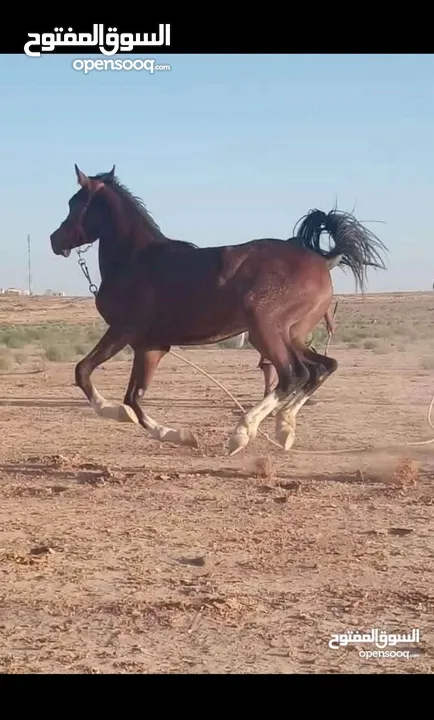 مهر عربي دم سورية نخب اول دم صافيه