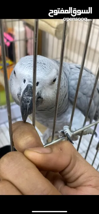 ببغاء كاسكو للبيع بسعر مغري جداً عمرو سنه و شهر و متكلم جدا صلاة النبي و أليف