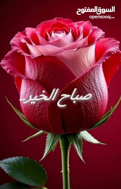 مطلوب غرفة للإيجار