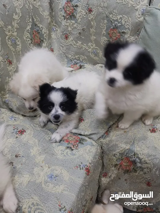 Japanese spitz puppies