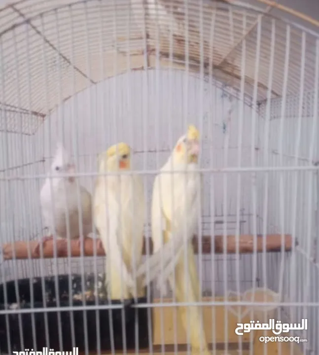 فراخ كوكتيل للبيع تخفيض الاسعار عن الاعلان القبل فوت شو كم الاسعار