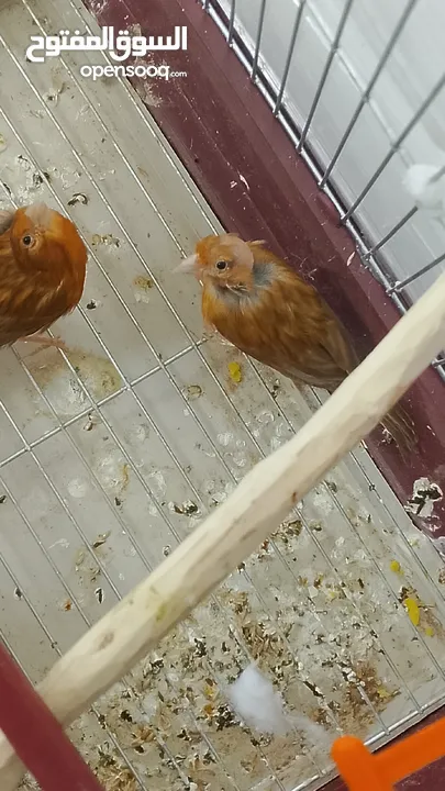 جوز كنار نحاسيات نار