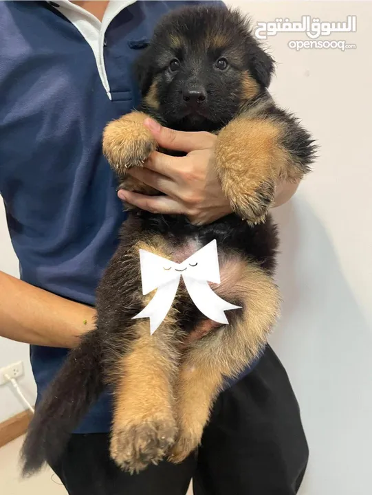 German Shepherd Puppies for sale