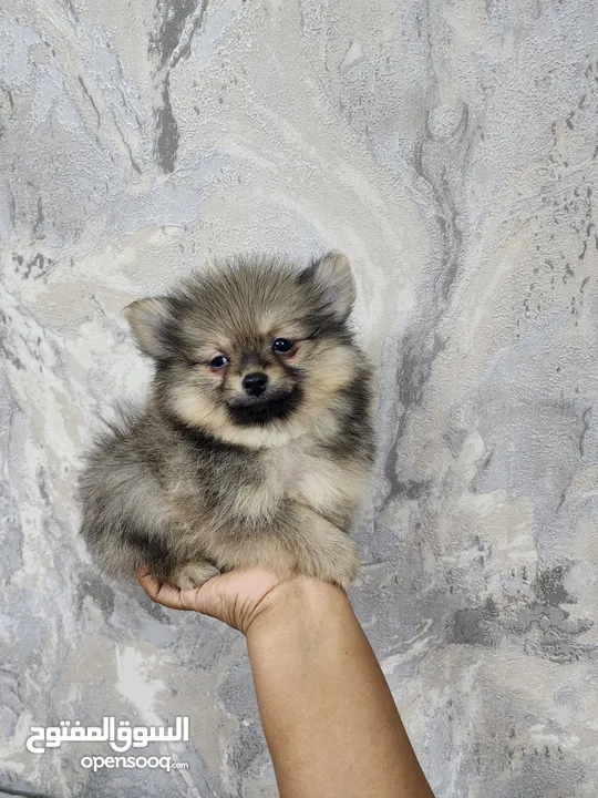 Mini Pomeranian puppies