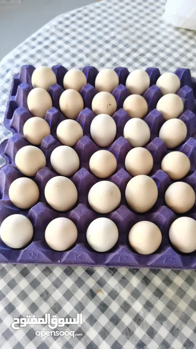 بيض مخصب مناسب للتفقيس. هجين عماني فرنسي