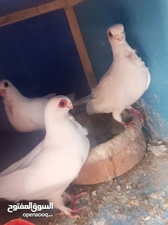 حمام جوز بولنديات