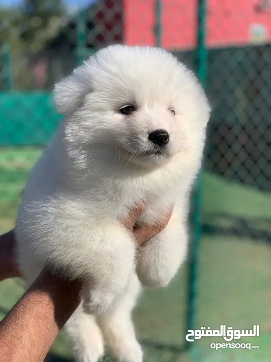 samoyed puppy