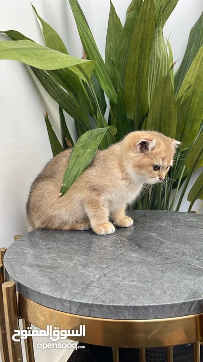 Scottish fold