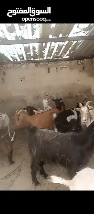 ماعز البينو. وسانين (ثنايا)