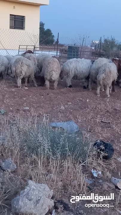 خرفان وعبر العدد 29 مسكرات لحم بالصلاه على النبي