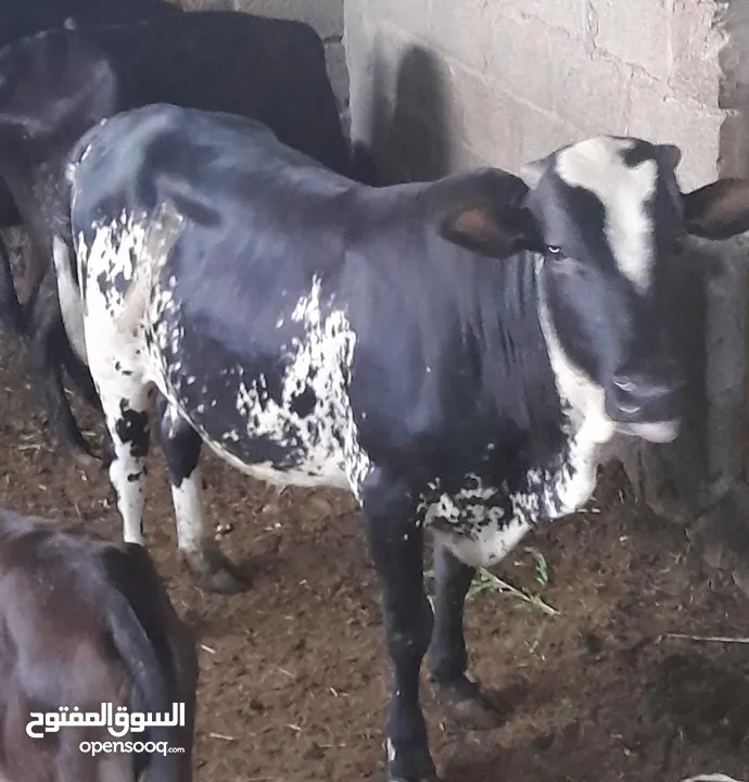 للبيع عجال مال ظفار الظاهرة عبري