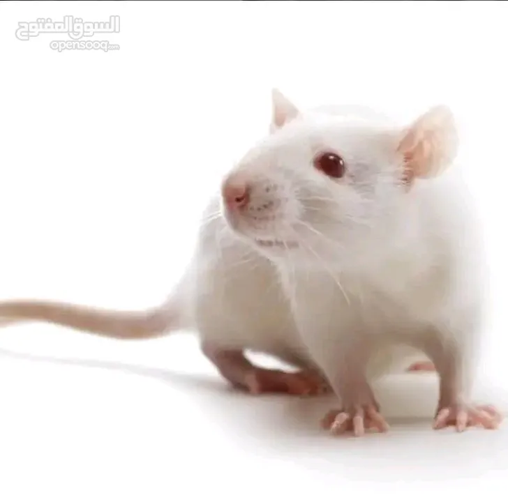 فئران تجارب