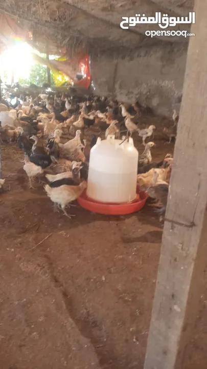للبيع دجاج عماني عمر أربعة أشهر