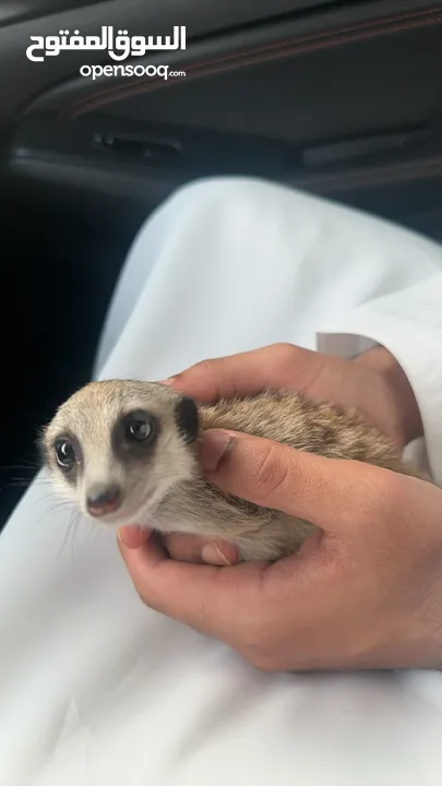 Meerkat for sale