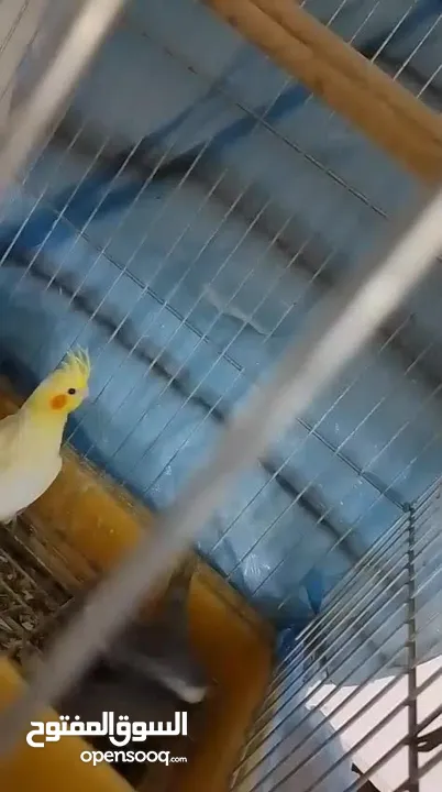 فراخ و زوج تكساس هوجو رومو وطيرة تكساس هوجو رومو وطيرة كوكتيل جاهزة