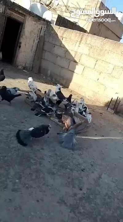 حمام بلدي تشكيلة