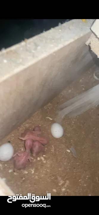 جوز دره البينو تحتو 3 فراخ و ضل بيضتين