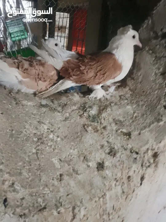 متاح جواز و حبات فلت موجودات طبربور سعرهن كويس