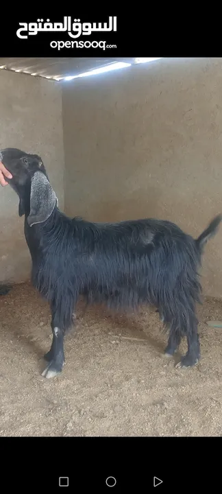 بسم الله الرحمن ارحيم معز فل لحم وسن صغير ضحايه