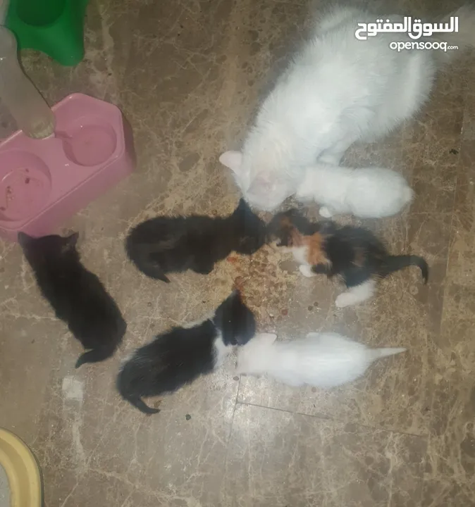 قطط جميله ولعوبه عمر 6 اسابيع