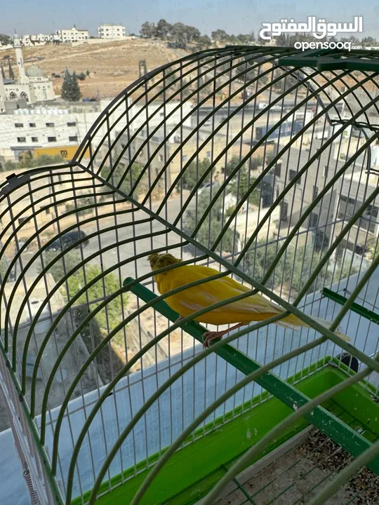 كناري 3 فحوله صوت نار  مع جميع اغراضهم