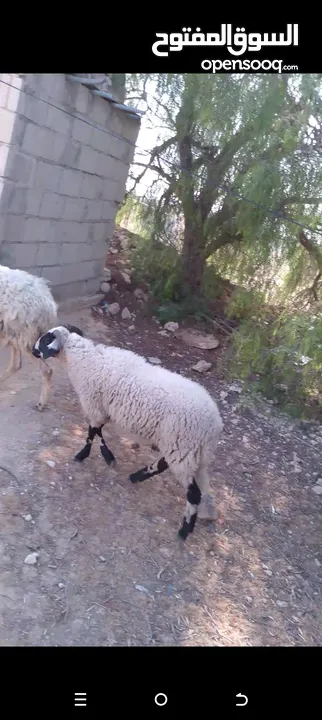 نعجه قبرصيه