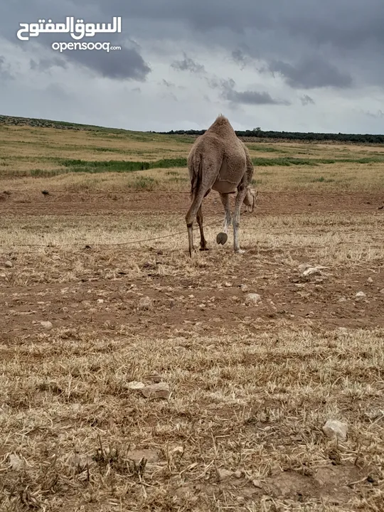 ناقه  طيبه