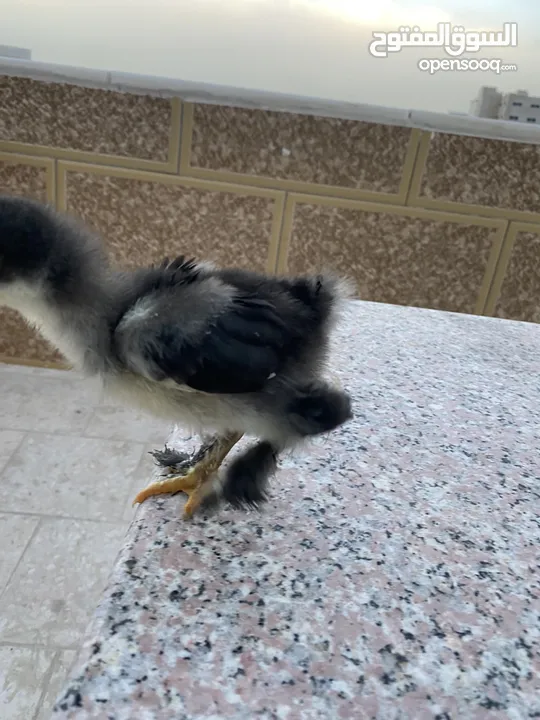 صيصان براهمي لبيع