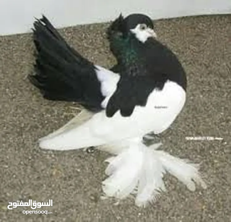 حمام فولكا جوزين للبيع