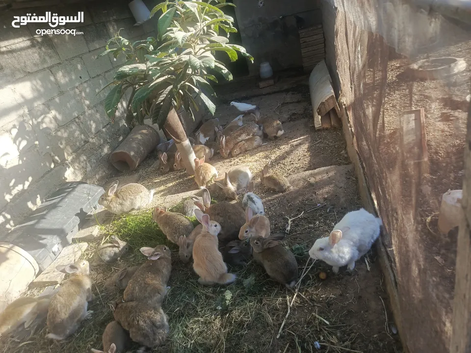 ارانب بلديه شغالة تربيه منزليه