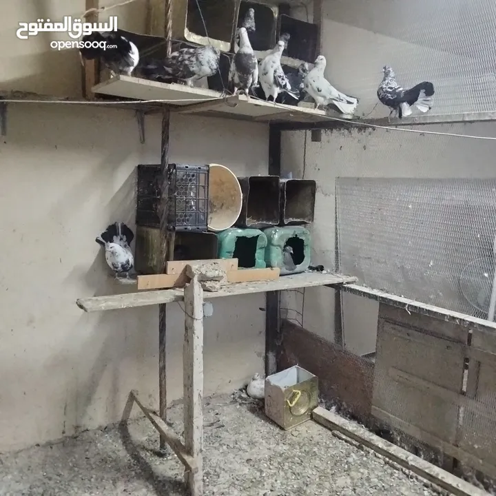 حمام للبيع