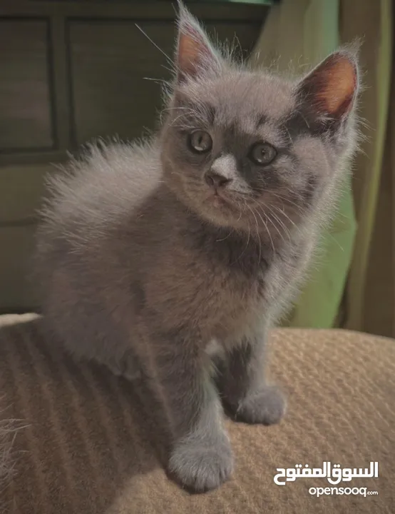 قطط مشكلة هملايا شيرازي بريتش شورت هير بيع سعر رمزي