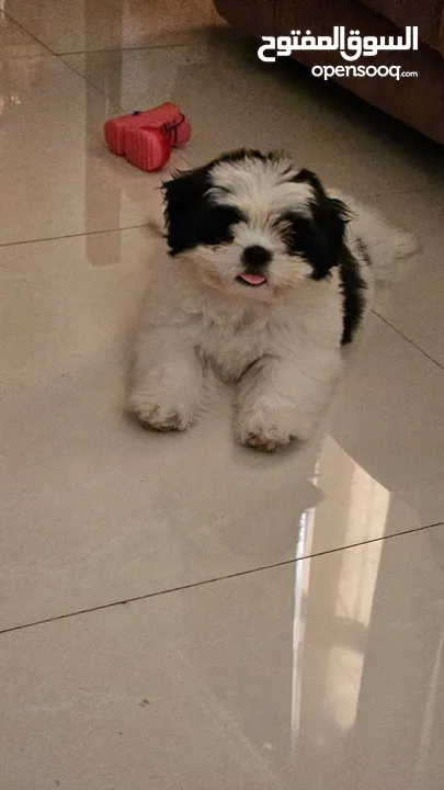 Shihtzu puppy for sale