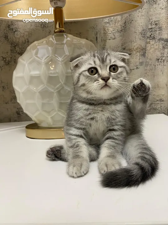 Pure scottish fold short hair for adoption in dubai with fee male and female قطط سكوتش فولد بريطاني