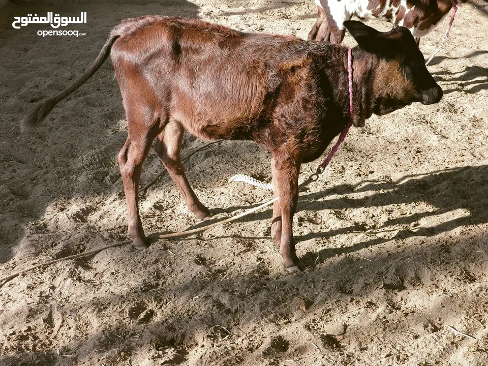 عجلة عمانيه تهجين نمساوي