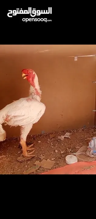 صيصان الماني