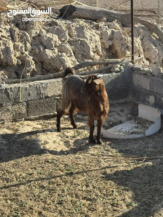 غنم ماشاءالله للبيع بعضهن بكور وبعضهن عشار 6 رواس العدد