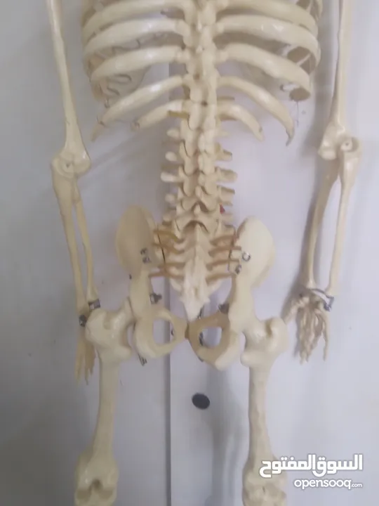 مجسم هيكل عظمي يفصل كل عظام الجسم للذين يدرسون طب عظام