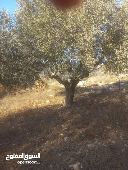 أرض للبيع للبناء مساحة 670 متر مربع مرتفعة ومطلة وقريبة من جامعة بير زيت