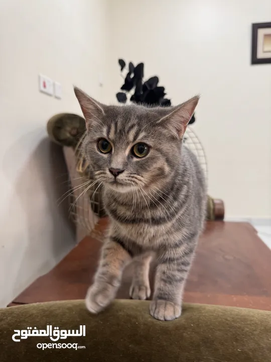 British shorthair and Scottish fold(gray)