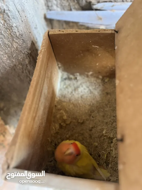 جوز روز لاتينيو انتاج ماكينة صلاة نبي