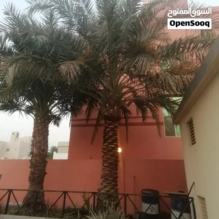 لتنظيف النخيل والواشنتونيا والاهتمام بالحدائق والثمار بكافه انواعها