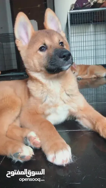 Akita puppies ,3 months ,for sale