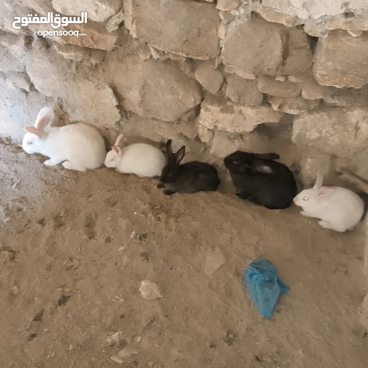 تسع ارانب وذكرين بناديك الماني وست جواز وفرده عمار اربع شهور بسم الله ما شاء الله