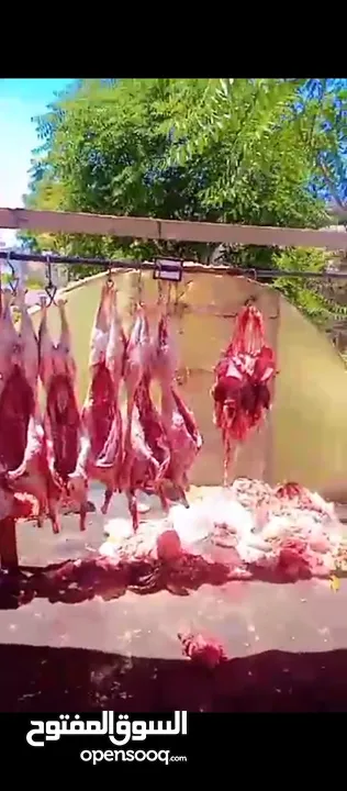 لحام متنقل لذبح العقائق والنذر والاضاحي داخل المنازل
